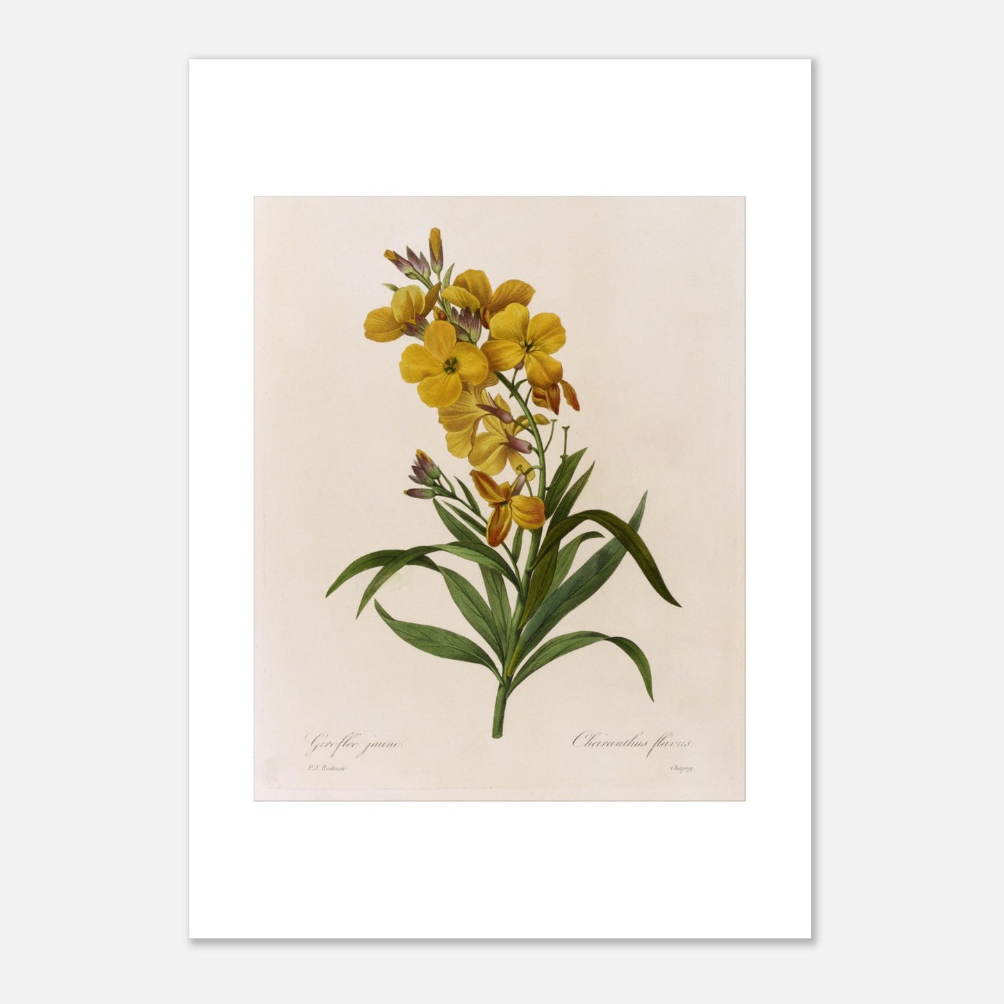 Gravure botanique Giroflée Jaune de Pierre-Joseph Redouté (21x29,7 cm (A4)). Planche botanique de Giroflée Jaune par Pierre-Joseph Redouté.