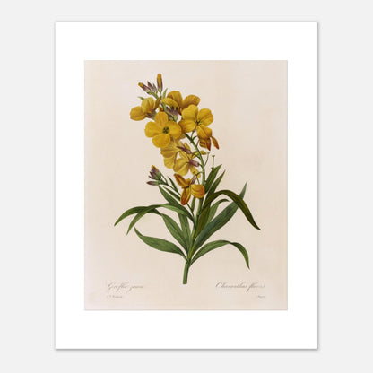 Gravure botanique Giroflée Jaune de Pierre-Joseph Redouté (40x50 cm). Planche botanique de Giroflée Jaune par Pierre-Joseph Redouté.