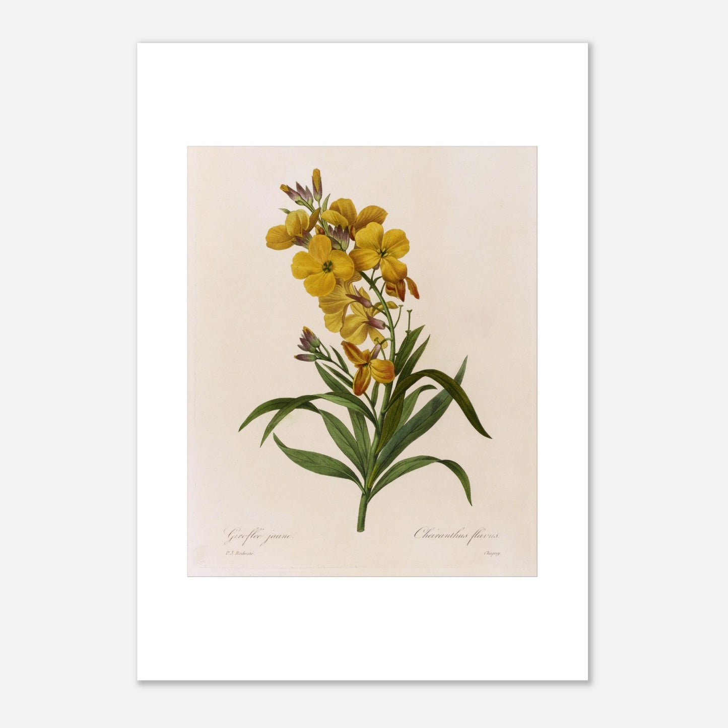 Gravure botanique Giroflée Jaune de Pierre-Joseph Redouté (42x59,4 cm (A2)). Planche botanique de Giroflée Jaune par Pierre-Joseph Redouté.