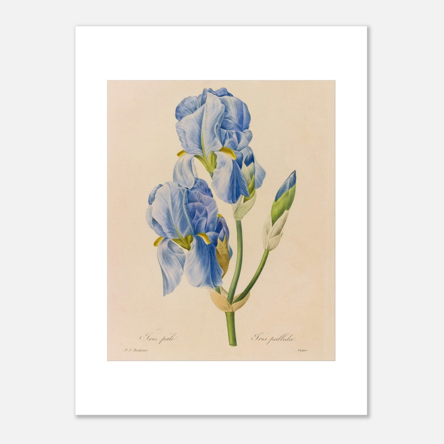 Planche botanique ancienne Iris Pâle par Pierre-Joseph Redouté (30x40 cm). Reproduction d'une planche botanique de Pierre-Joseph Redouté montrant deux fleurs d'Iris Pâle, de couleur bleu ciel, avec leurs feuilles vertes et un bouton floral.