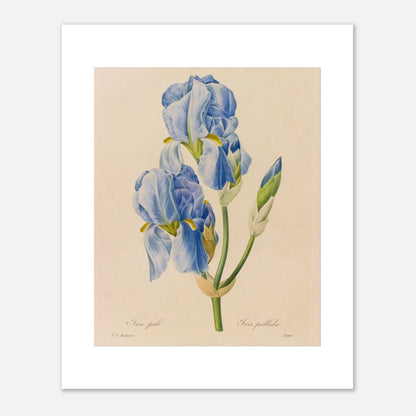 Planche botanique ancienne Iris Pâle par Pierre-Joseph Redouté (40x50 cm). Reproduction d'une planche botanique de Pierre-Joseph Redouté montrant deux fleurs d'Iris Pâle, de couleur bleu ciel, avec leurs feuilles vertes et un bouton floral.