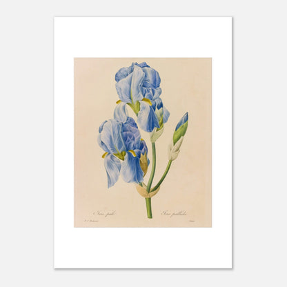 Planche botanique ancienne Iris Pâle par Pierre-Joseph Redouté (42x59,4 cm (A2)). Reproduction d'une planche botanique de Pierre-Joseph Redouté montrant deux fleurs d'Iris Pâle, de couleur bleu ciel, avec leurs feuilles vertes et un bouton floral.