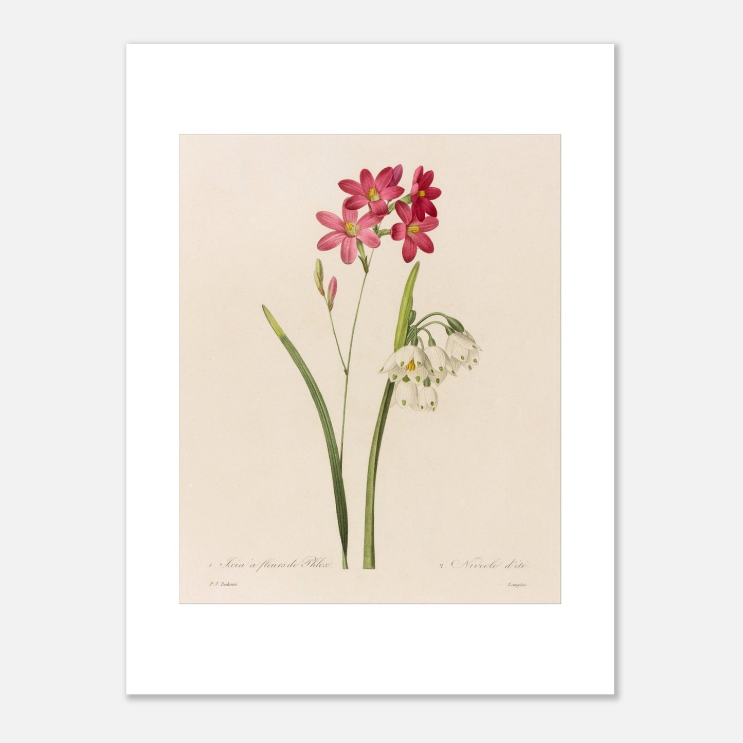Reproduction de planche botanique Ixia à Fleurs de Phlox et Nivéole d’Été par Pierre-Joseph Redouté (30x40 cm). Planche botanique de Ixia à Fleurs de Phlox et Nivéole d’Été par Pierre-Joseph Redouté.