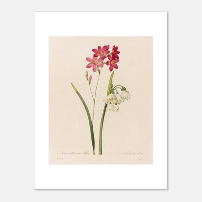 Reproduction de planche botanique Ixia à Fleurs de Phlox et Nivéole d’Été par Pierre-Joseph Redouté (30x40 cm). Planche botanique de Ixia à Fleurs de Phlox et Nivéole d’Été par Pierre-Joseph Redouté.
