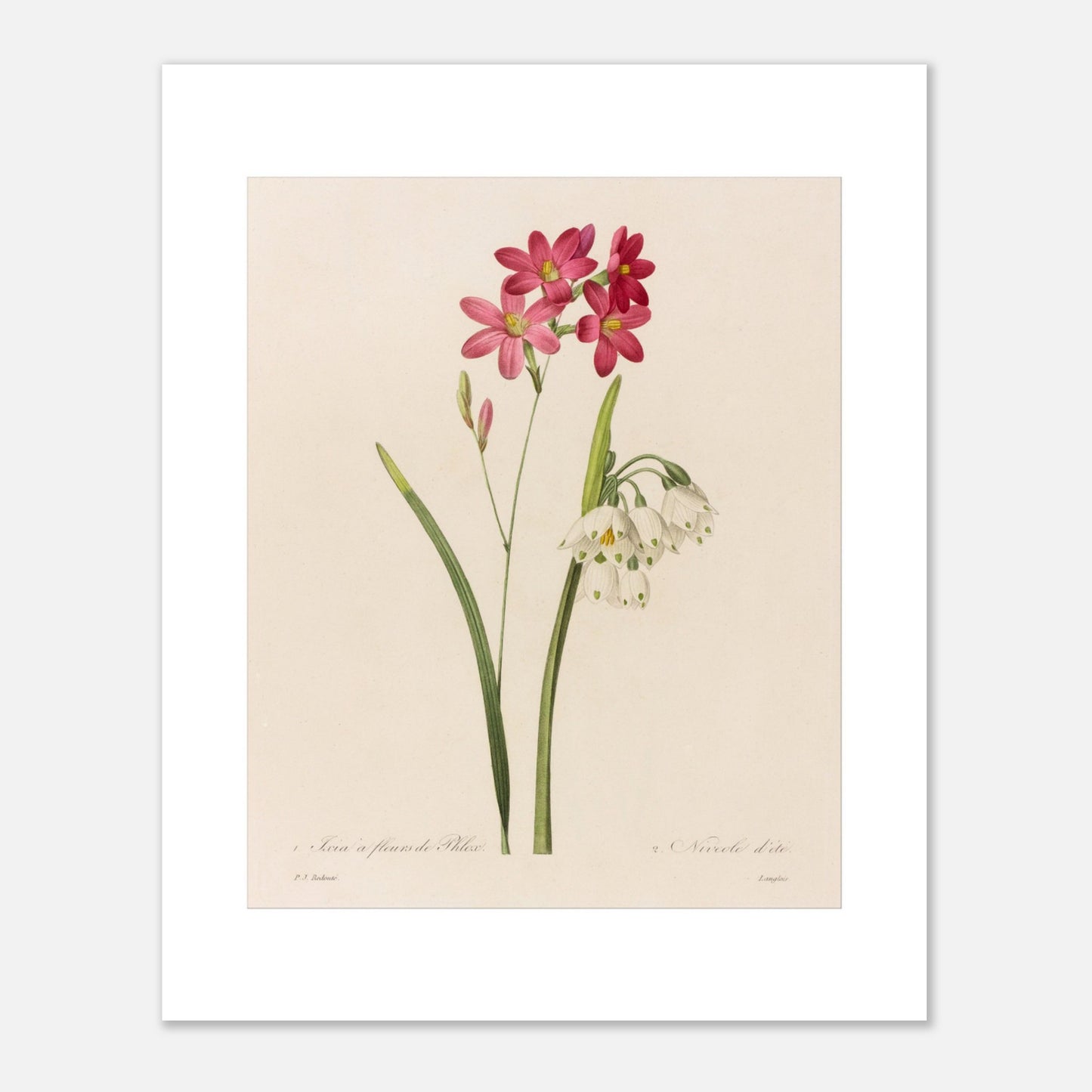 Reproduction de planche botanique Ixia à Fleurs de Phlox et Nivéole d’Été par Pierre-Joseph Redouté (40x50 cm). Planche botanique de Ixia à Fleurs de Phlox et Nivéole d’Été par Pierre-Joseph Redouté.
