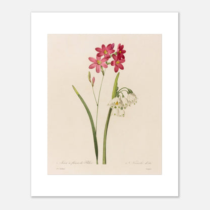 Reproduction de planche botanique Ixia à Fleurs de Phlox et Nivéole d’Été par Pierre-Joseph Redouté (40x50 cm). Planche botanique de Ixia à Fleurs de Phlox et Nivéole d’Été par Pierre-Joseph Redouté.