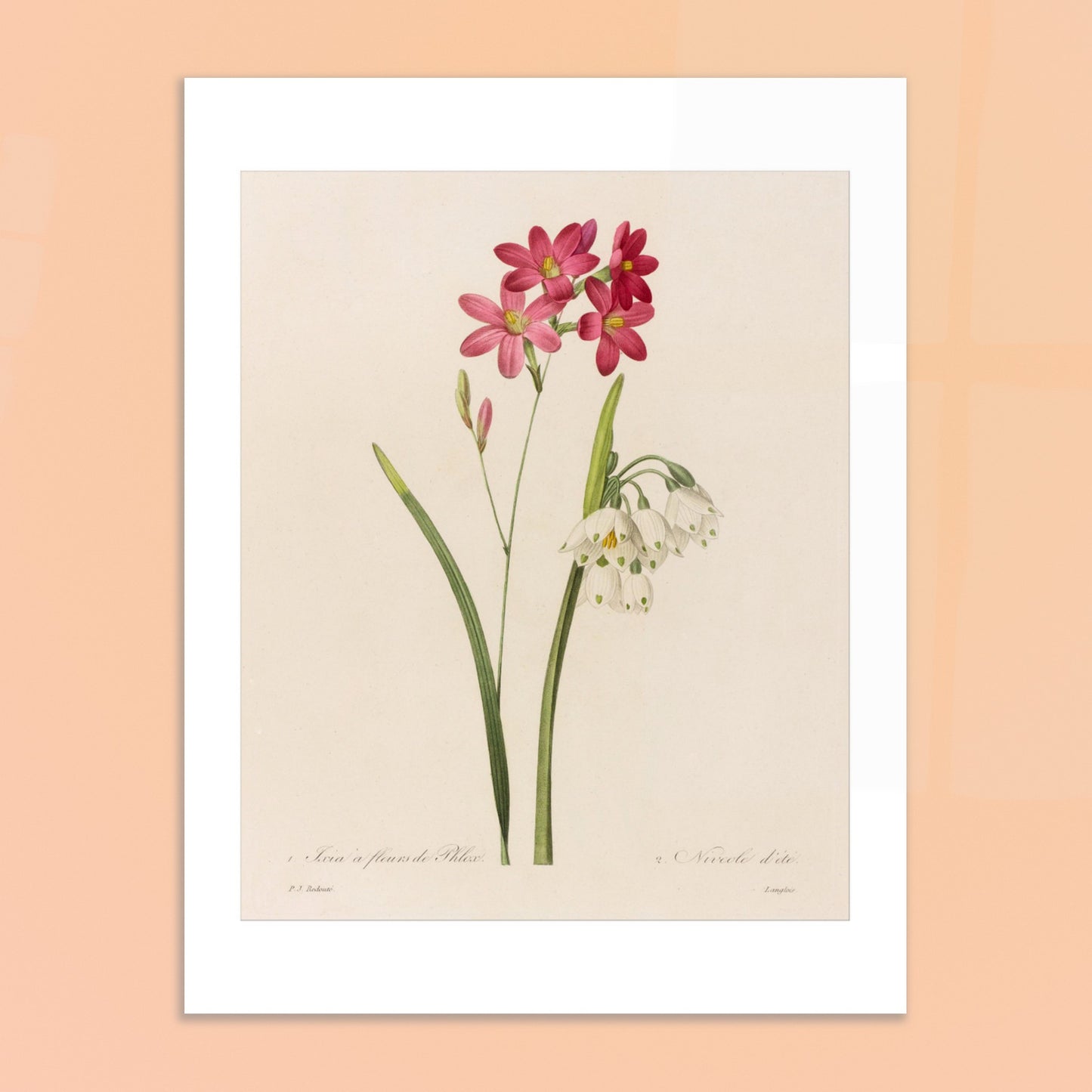 Reproduction de planche botanique Ixia à Fleurs de Phlox et Nivéole d’Été par Pierre-Joseph Redouté. Planche botanique de Ixia à Fleurs de Phlox et Nivéole d’Été par Pierre-Joseph Redouté. Image d'illustration 6