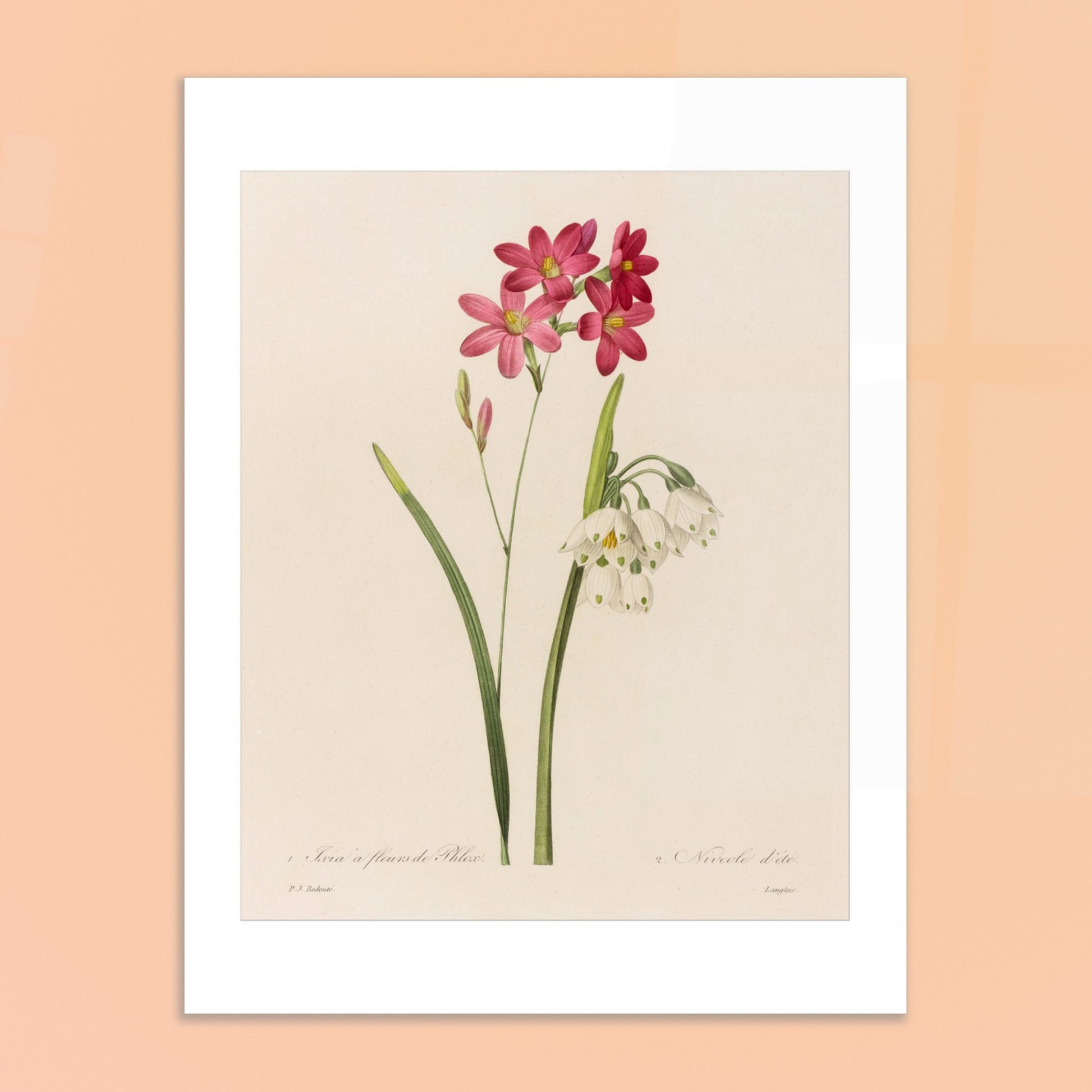 Reproduction de planche botanique Ixia à Fleurs de Phlox et Nivéole d’Été par Pierre-Joseph Redouté. Planche botanique de Ixia à Fleurs de Phlox et Nivéole d’Été par Pierre-Joseph Redouté. Image d'illustration 6