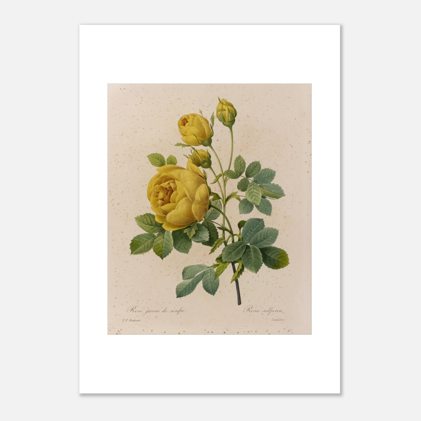 Planche botanique Rose Jaune de Soufre par Pierre-Joseph Redouté (29,7x42 cm (A3)). Planche botanique de Pierre-Joseph Redouté, représentant une rose jaune de soufre avec des boutons floraux et des feuilles vertes.
