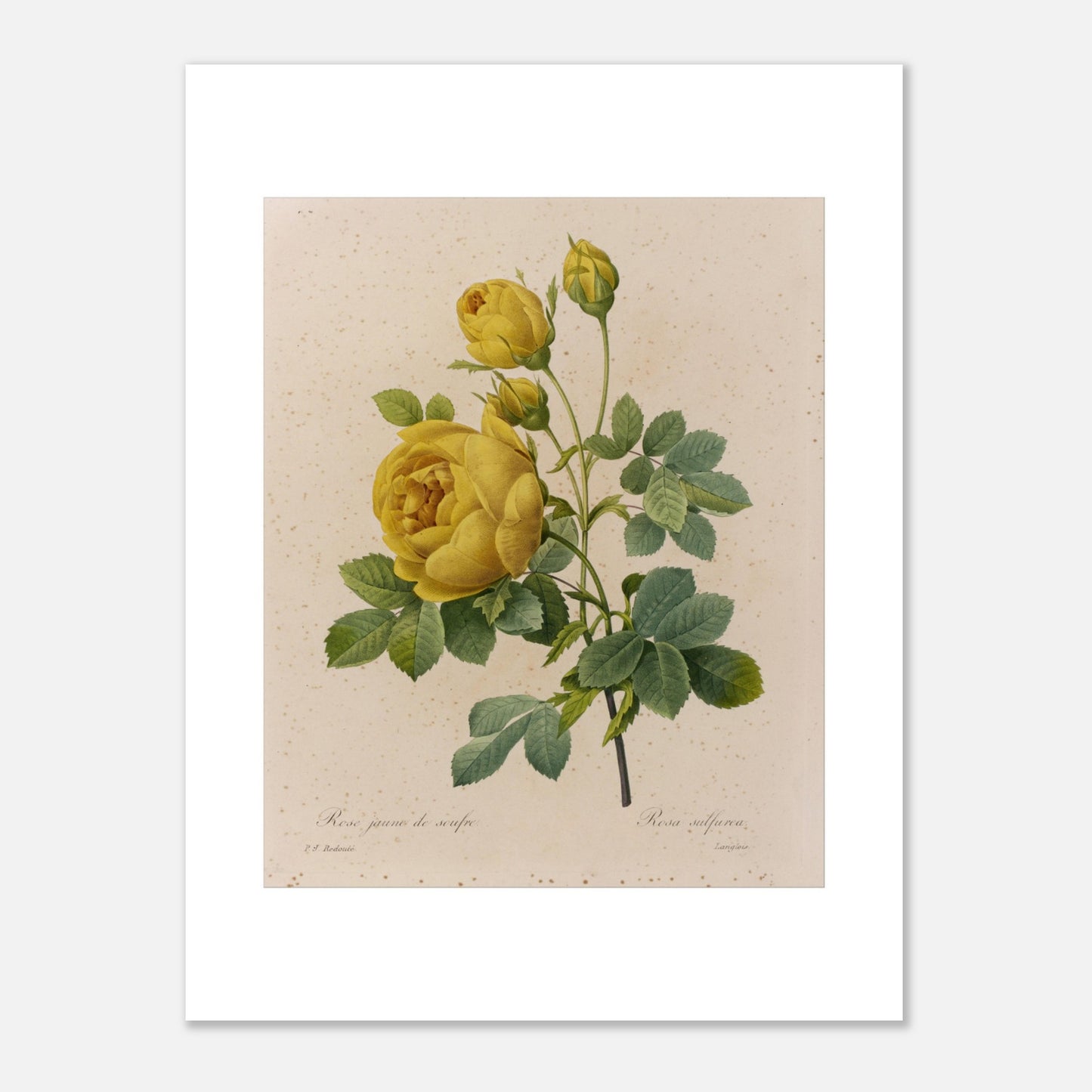 Planche botanique Rose Jaune de Soufre par Pierre-Joseph Redouté (30x40 cm). Planche botanique de Pierre-Joseph Redouté, représentant une rose jaune de soufre avec des boutons floraux et des feuilles vertes.