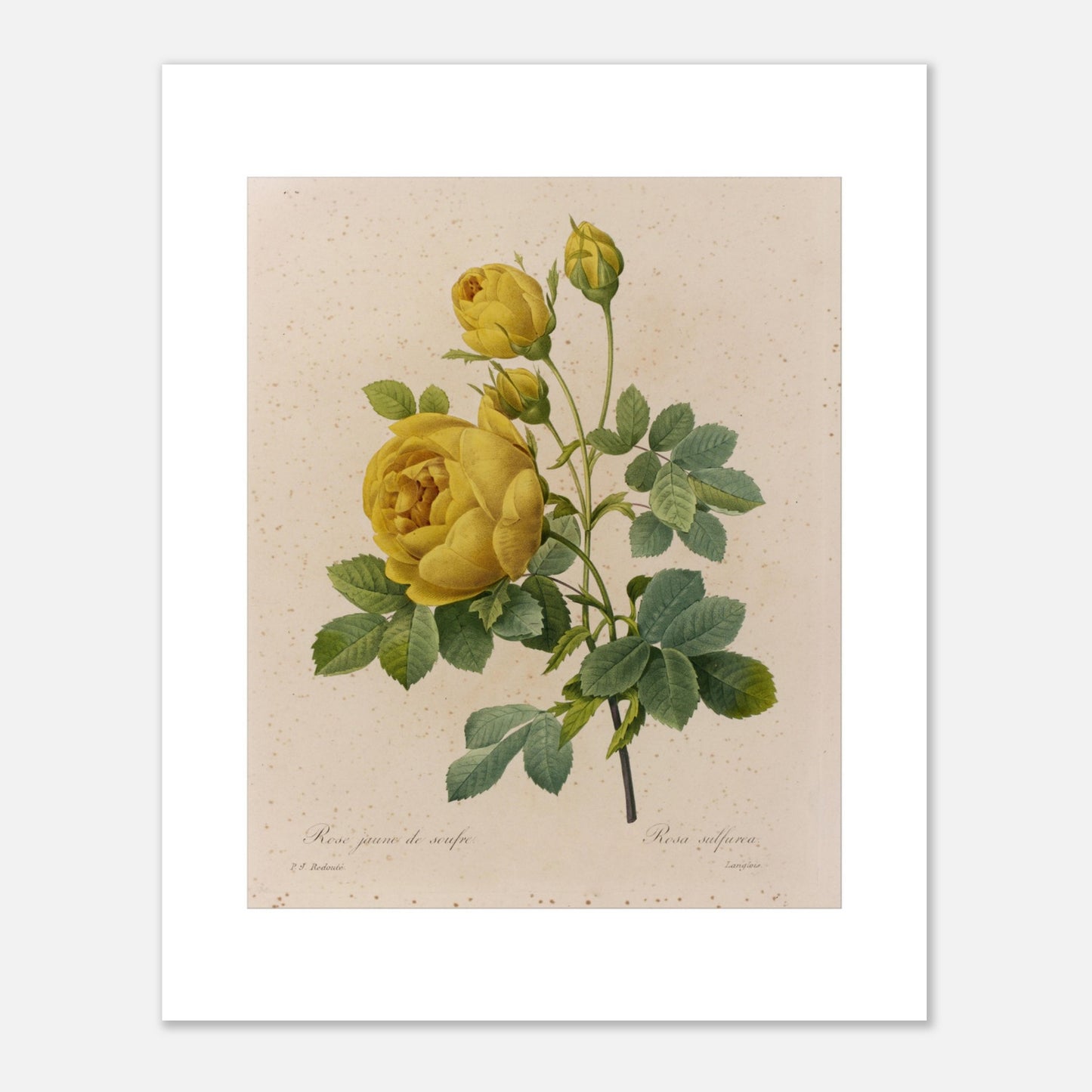 Planche botanique Rose Jaune de Soufre par Pierre-Joseph Redouté (40x50 cm). Planche botanique de Pierre-Joseph Redouté, représentant une rose jaune de soufre avec des boutons floraux et des feuilles vertes.