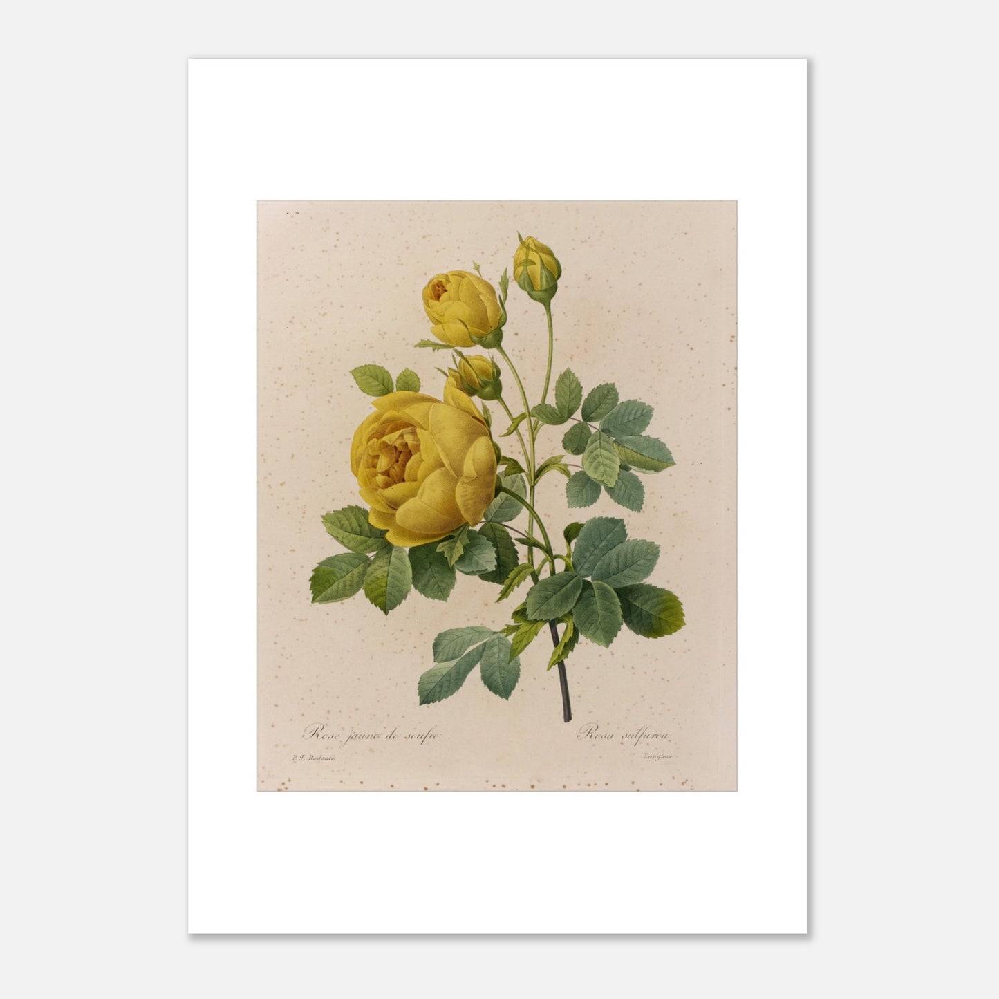 Planche botanique Rose Jaune de Soufre par Pierre-Joseph Redouté (42x59,4 cm (A2)). Planche botanique de Pierre-Joseph Redouté, représentant une rose jaune de soufre avec des boutons floraux et des feuilles vertes.