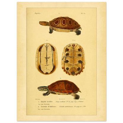Ocellata-Schildkröte und Amboina-Schildkröte: Illustrationen (30x40 cm). Naturhistorische Illustration einer gefleckten Sumpfschildkröte und einer Amboina-Scharnierschildkröte, mit Ansichten ihrer Panzer und Bauchpanzer.