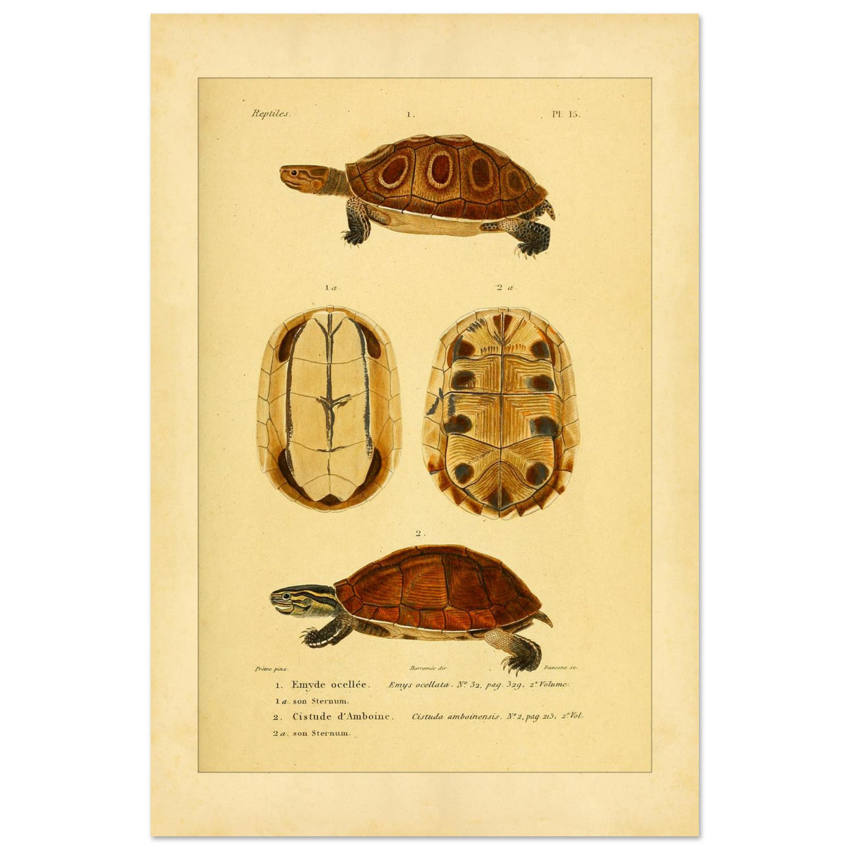 Ocellata-Schildkröte und Amboina-Schildkröte: Illustrationen (40x60 cm). Naturhistorische Illustration einer gefleckten Sumpfschildkröte und einer Amboina-Scharnierschildkröte, mit Ansichten ihrer Panzer und Bauchpanzer.