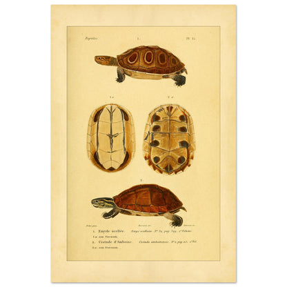 Ocellata-Schildkröte und Amboina-Schildkröte: Illustrationen (40x60 cm). Naturhistorische Illustration einer gefleckten Sumpfschildkröte und einer Amboina-Scharnierschildkröte, mit Ansichten ihrer Panzer und Bauchpanzer.