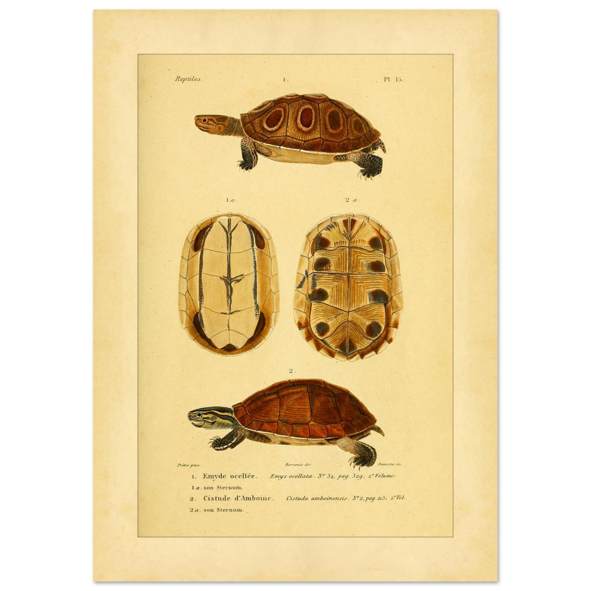 Ocellata-Schildkröte und Amboina-Schildkröte: Illustrationen (42x59,4 cm (A2)). Naturhistorische Illustration einer gefleckten Sumpfschildkröte und einer Amboina-Scharnierschildkröte, mit Ansichten ihrer Panzer und Bauchpanzer.