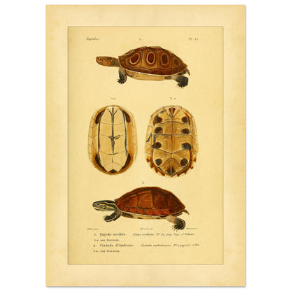 Ocellata-Schildkröte und Amboina-Schildkröte: Illustrationen (42x59,4 cm (A2)). Naturhistorische Illustration einer gefleckten Sumpfschildkröte und einer Amboina-Scharnierschildkröte, mit Ansichten ihrer Panzer und Bauchpanzer.