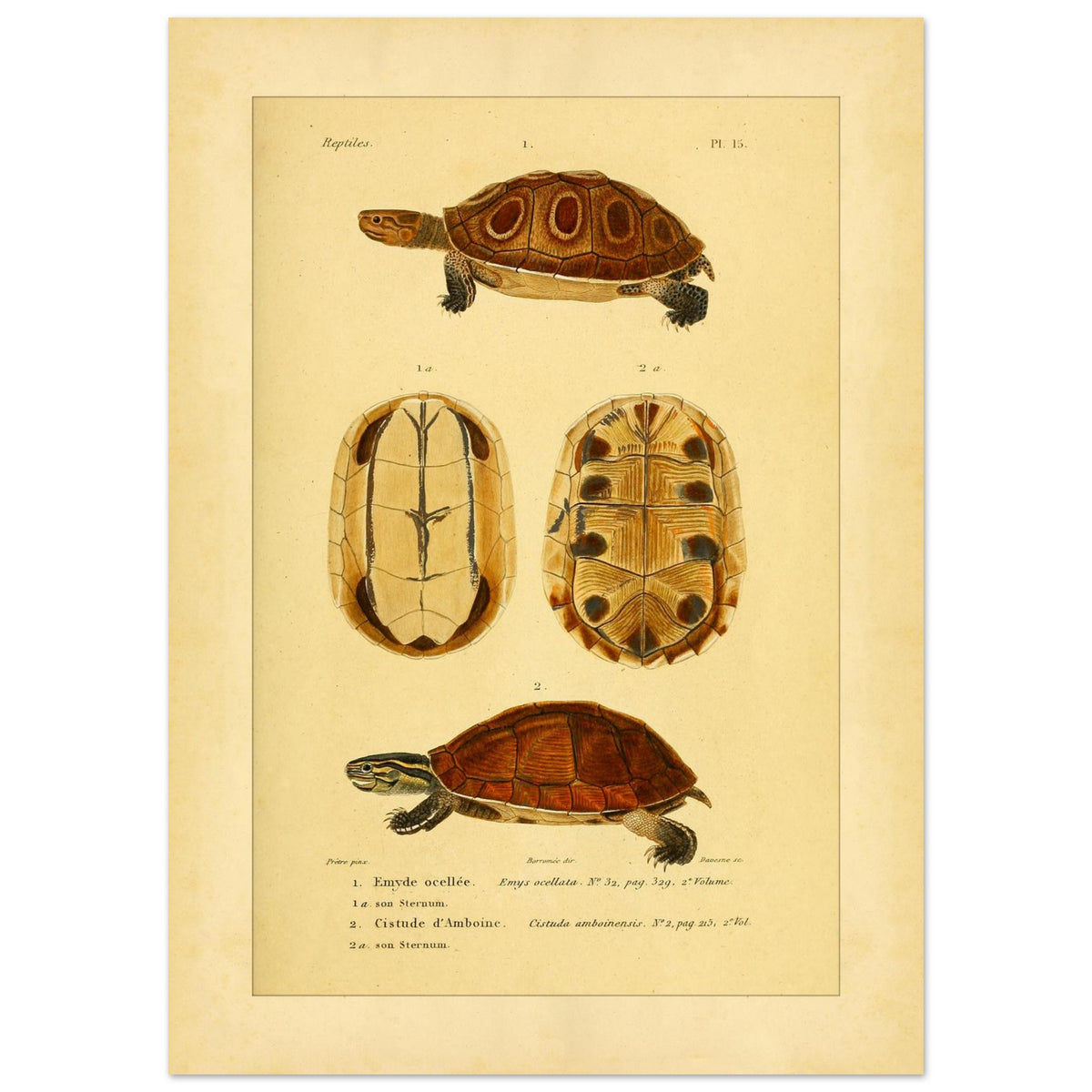 Ocellata-Schildkröte und Amboina-Schildkröte: Illustrationen (50x70 cm). Naturhistorische Illustration einer gefleckten Sumpfschildkröte und einer Amboina-Scharnierschildkröte, mit Ansichten ihrer Panzer und Bauchpanzer.