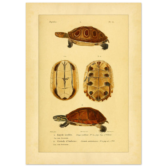 Ocellata-Schildkröte und Amboina-Schildkröte: Illustrationen (50x70 cm). Naturhistorische Illustration einer gefleckten Sumpfschildkröte und einer Amboina-Scharnierschildkröte, mit Ansichten ihrer Panzer und Bauchpanzer.