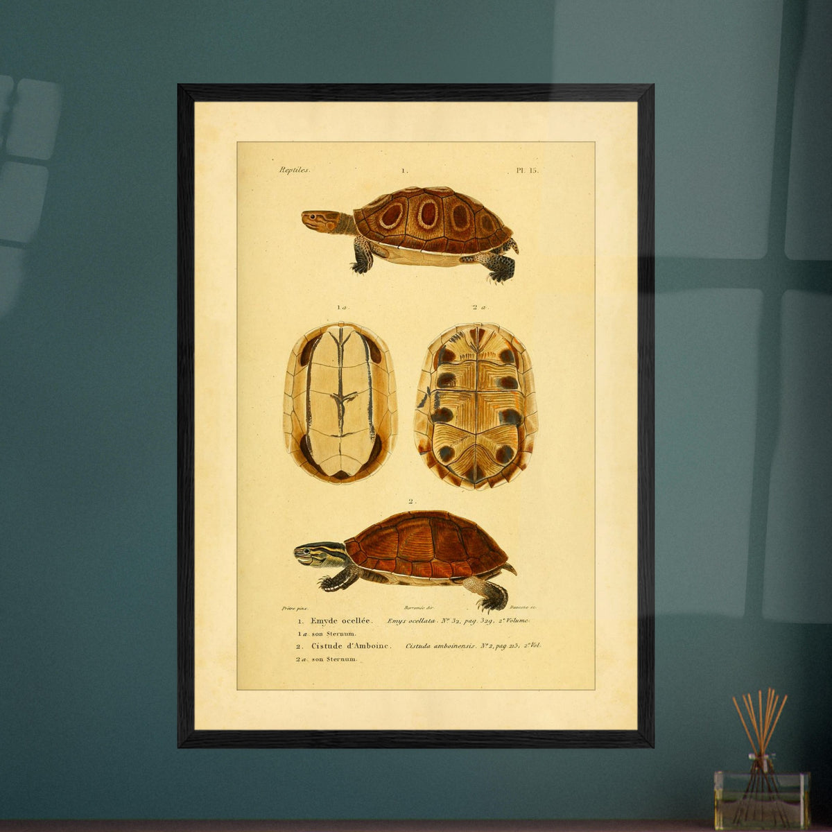 Ocellata-Schildkröte und Amboina-Schildkröte: Illustrationen. Naturhistorische Illustration einer gefleckten Sumpfschildkröte und einer Amboina-Scharnierschildkröte, mit Ansichten ihrer Panzer und Bauchpanzer.