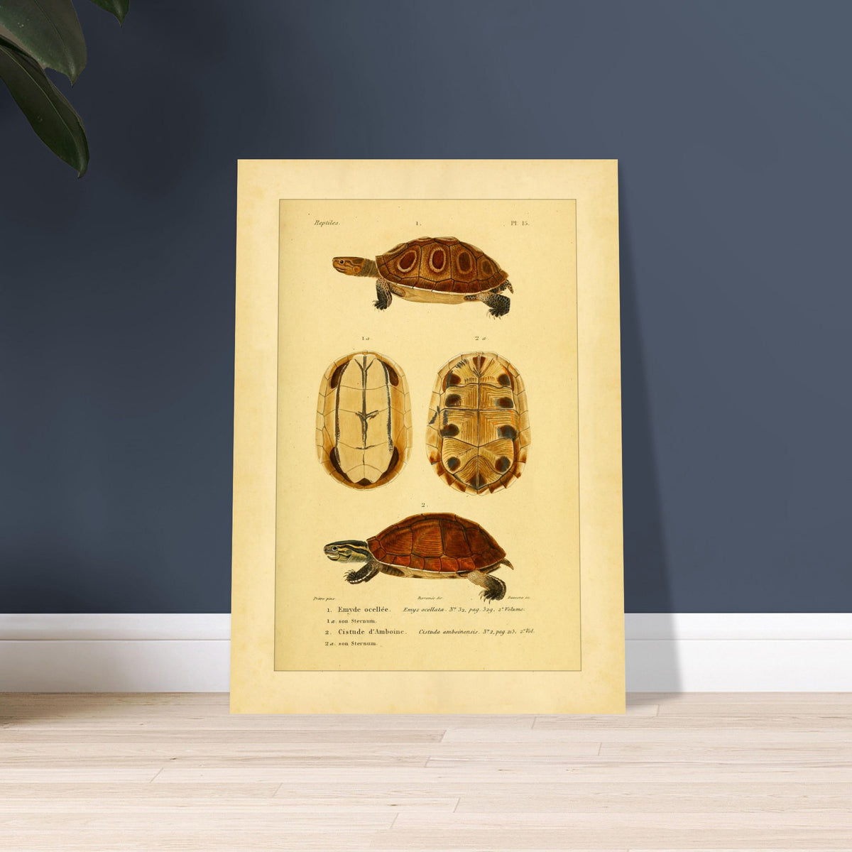 Ocellata-Schildkröte und Amboina-Schildkröte: Illustrationen. Naturhistorische Illustration einer gefleckten Sumpfschildkröte und einer Amboina-Scharnierschildkröte, mit Ansichten ihrer Panzer und Bauchpanzer.