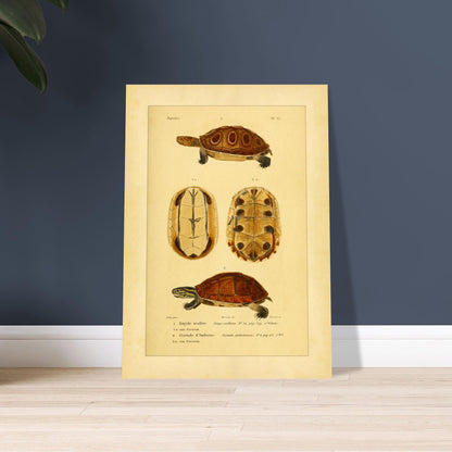 Ocellata-Schildkröte und Amboina-Schildkröte: Illustrationen. Naturhistorische Illustration einer gefleckten Sumpfschildkröte und einer Amboina-Scharnierschildkröte, mit Ansichten ihrer Panzer und Bauchpanzer.