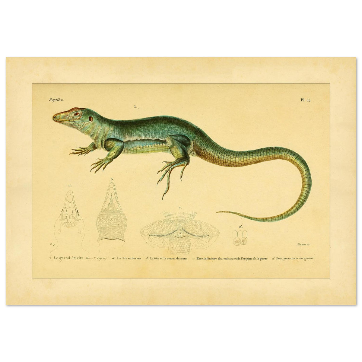 Zoological Plate of the Great Ameiva: Anatomical Details (29,7x42 cm (A3)). Scientific illustration plate of a green lizard, the giant ameiva, with anatomical details of its head and legs.