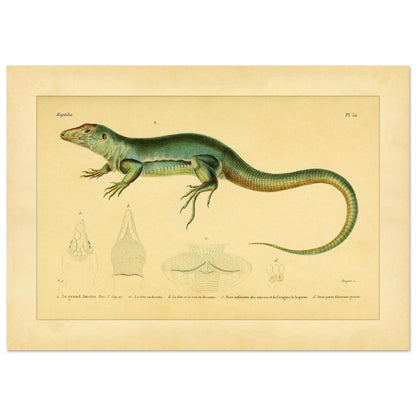 Zoological Plate of the Great Ameiva: Anatomical Details (29,7x42 cm (A3)). Scientific illustration plate of a green lizard, the giant ameiva, with anatomical details of its head and legs.