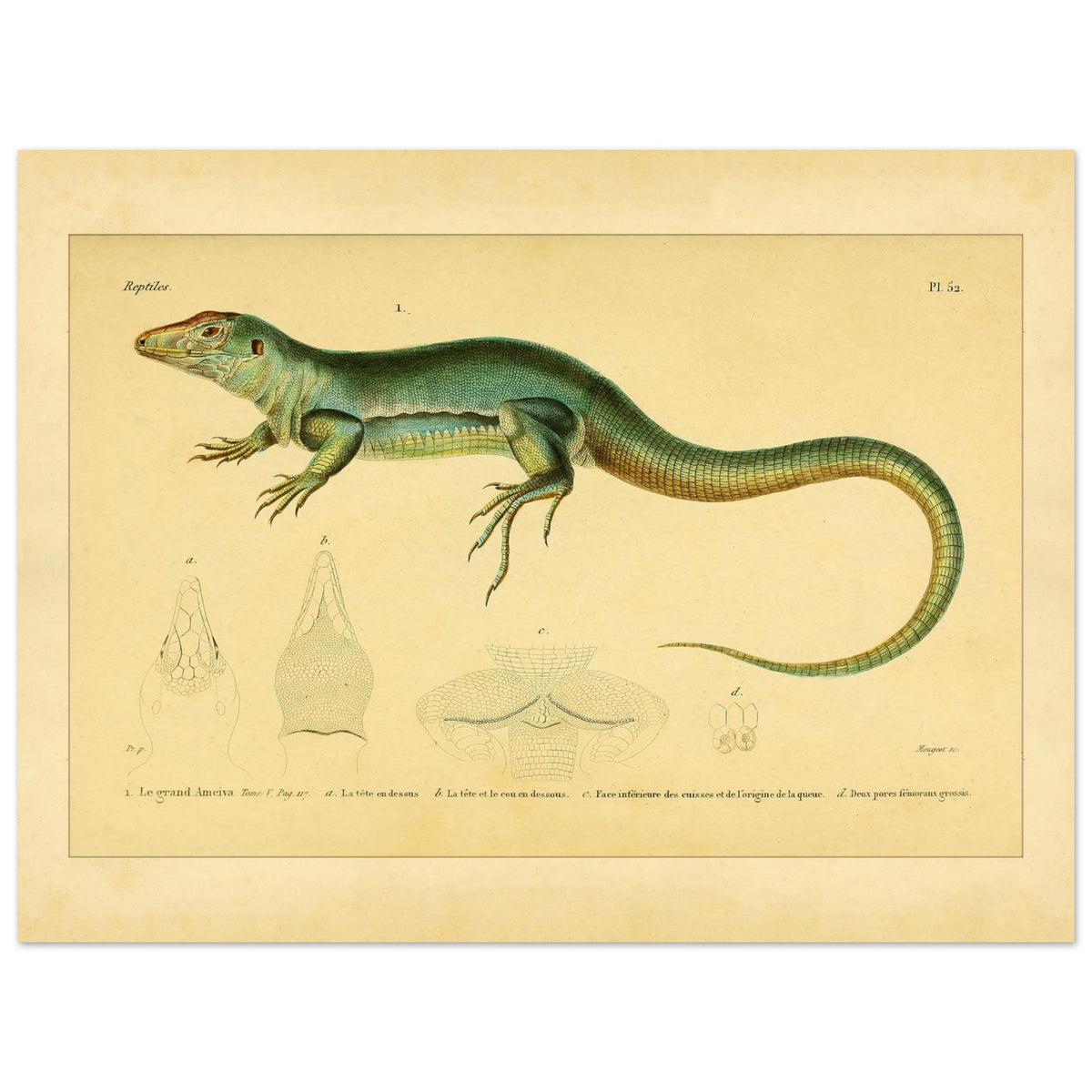 Zoological Plate of the Great Ameiva: Anatomical Details (30x40 cm). Scientific illustration plate of a green lizard, the giant ameiva, with anatomical details of its head and legs.