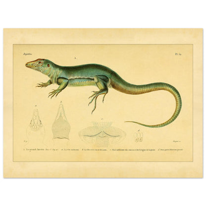 Zoological Plate of the Great Ameiva: Anatomical Details (30x40 cm). Scientific illustration plate of a green lizard, the giant ameiva, with anatomical details of its head and legs.