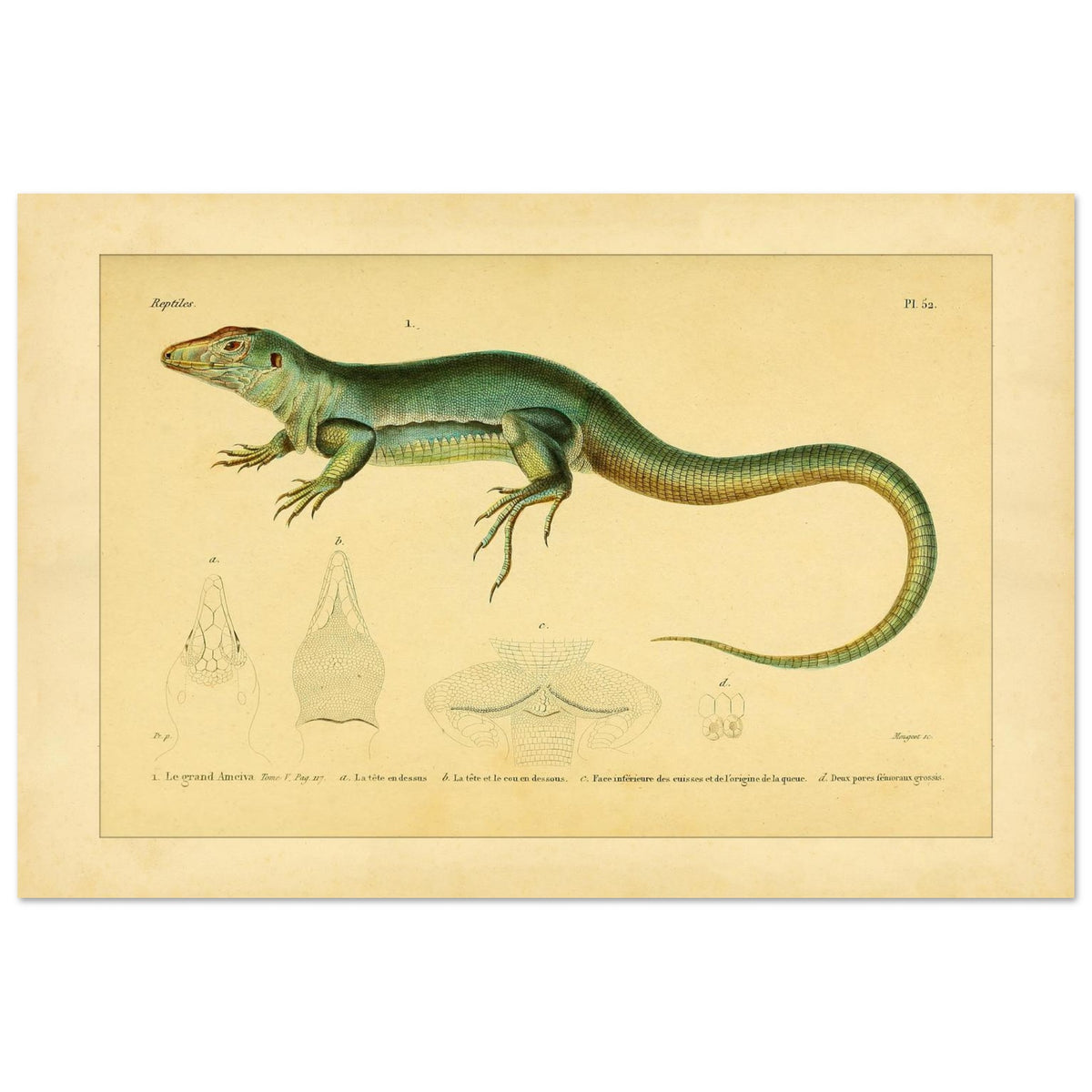 Zoological Plate of the Great Ameiva: Anatomical Details (40x60 cm). Scientific illustration plate of a green lizard, the giant ameiva, with anatomical details of its head and legs.