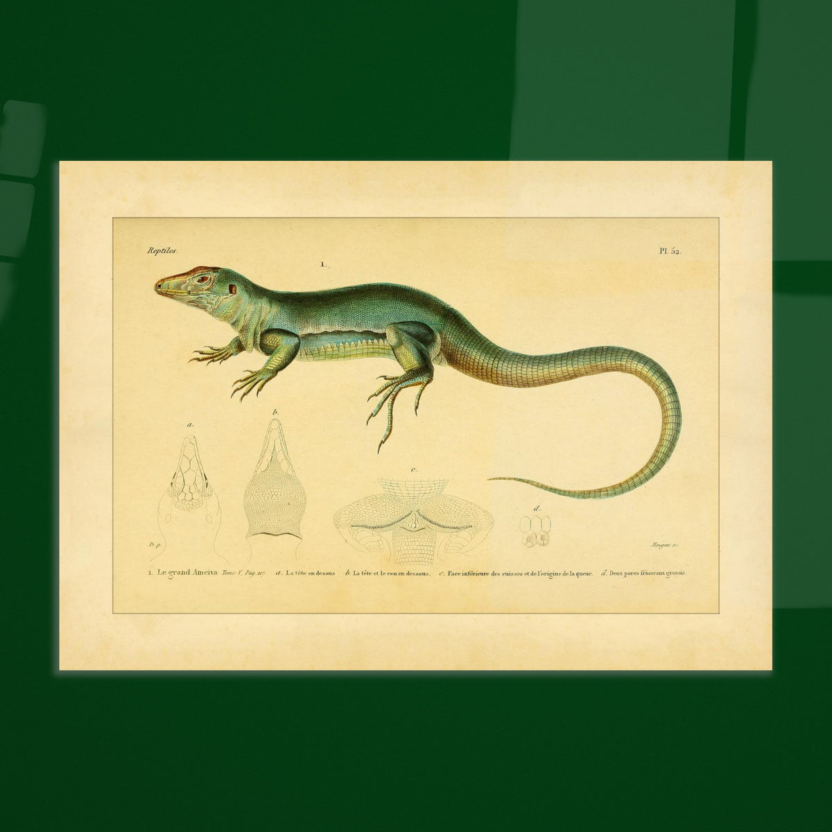 Zoological Plate of the Great Ameiva: Anatomical Details. Scientific illustration plate of a green lizard, the giant ameiva, with anatomical details of its head and legs.