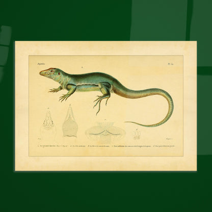 Zoological Plate of the Great Ameiva: Anatomical Details. Scientific illustration plate of a green lizard, the giant ameiva, with anatomical details of its head and legs.
