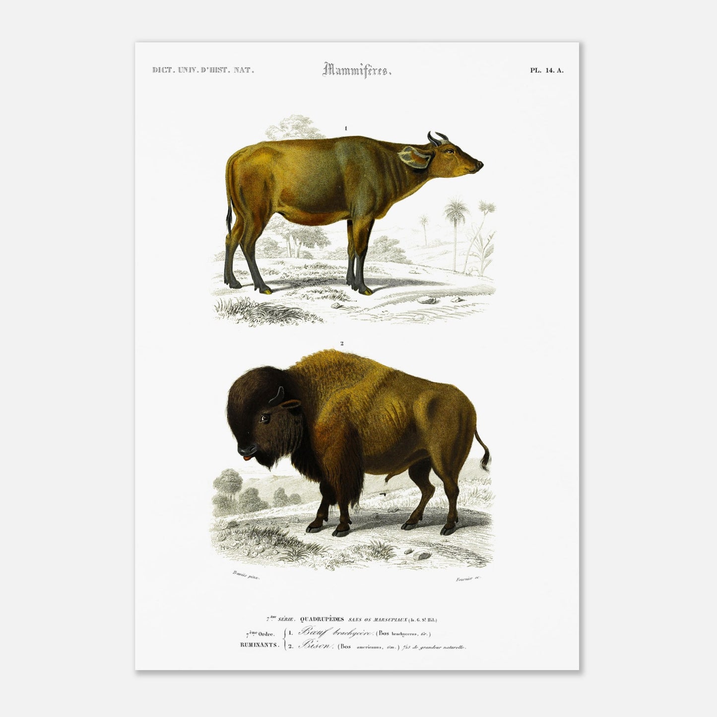 Reproduction de gravure ancienne : Boeuf brachycère et Bison dans un paysage (29,7x42 cm (A3)). Planche d'une gravure ancienne représentant un Boeuf brachycère (1) et un Bison (2) dans un paysage.
