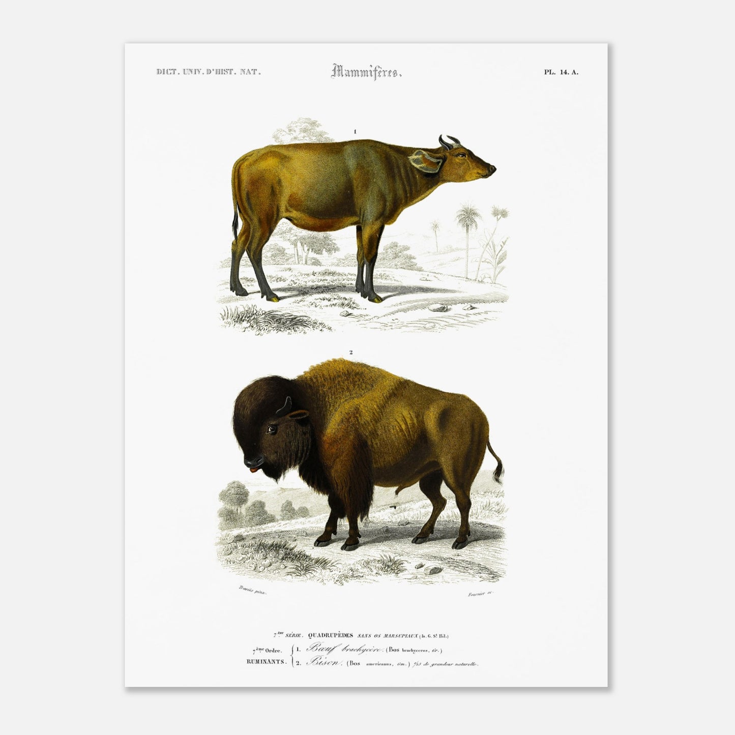 Reproduction de gravure ancienne : Boeuf brachycère et Bison dans un paysage (30x40 cm). Planche d'une gravure ancienne représentant un Boeuf brachycère (1) et un Bison (2) dans un paysage.