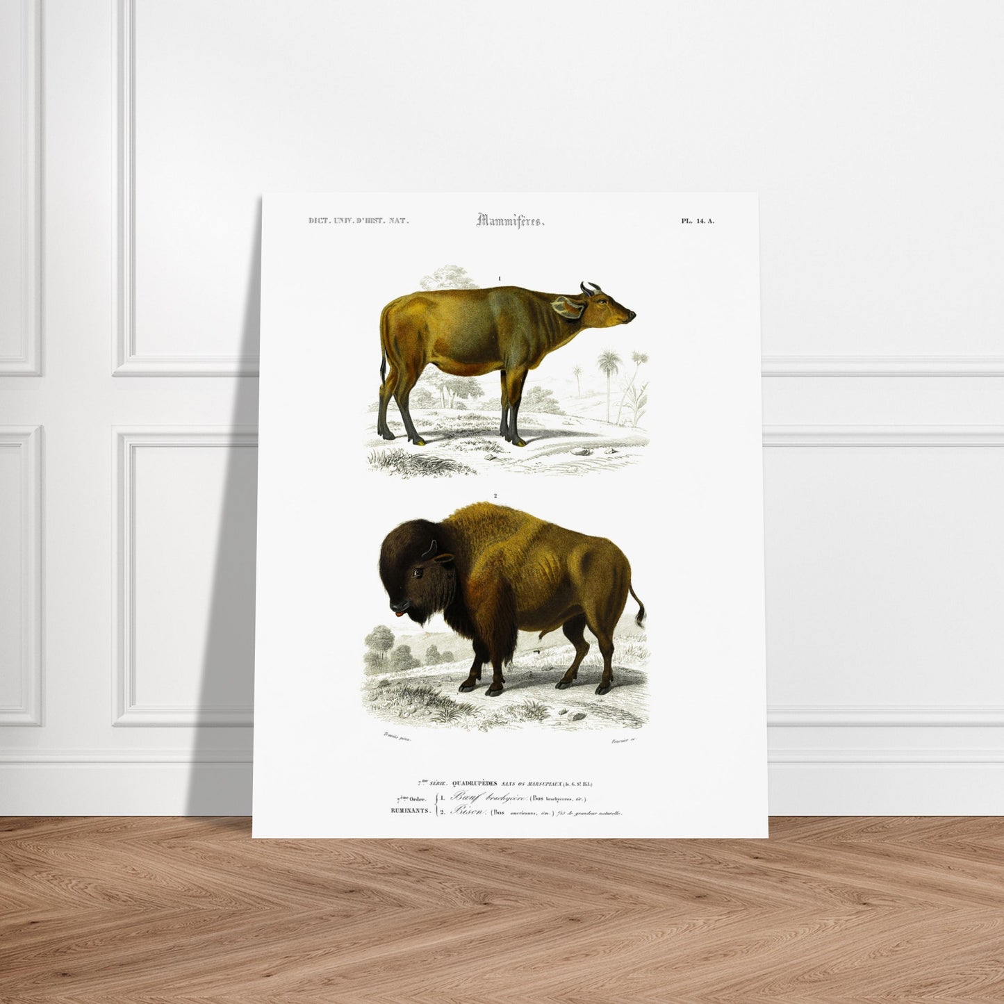 Reproduction de gravure ancienne : Boeuf brachycère et Bison dans un paysage. Planche d'une gravure ancienne représentant un Boeuf brachycère (1) et un Bison (2) dans un paysage. Image d'illustration 5
