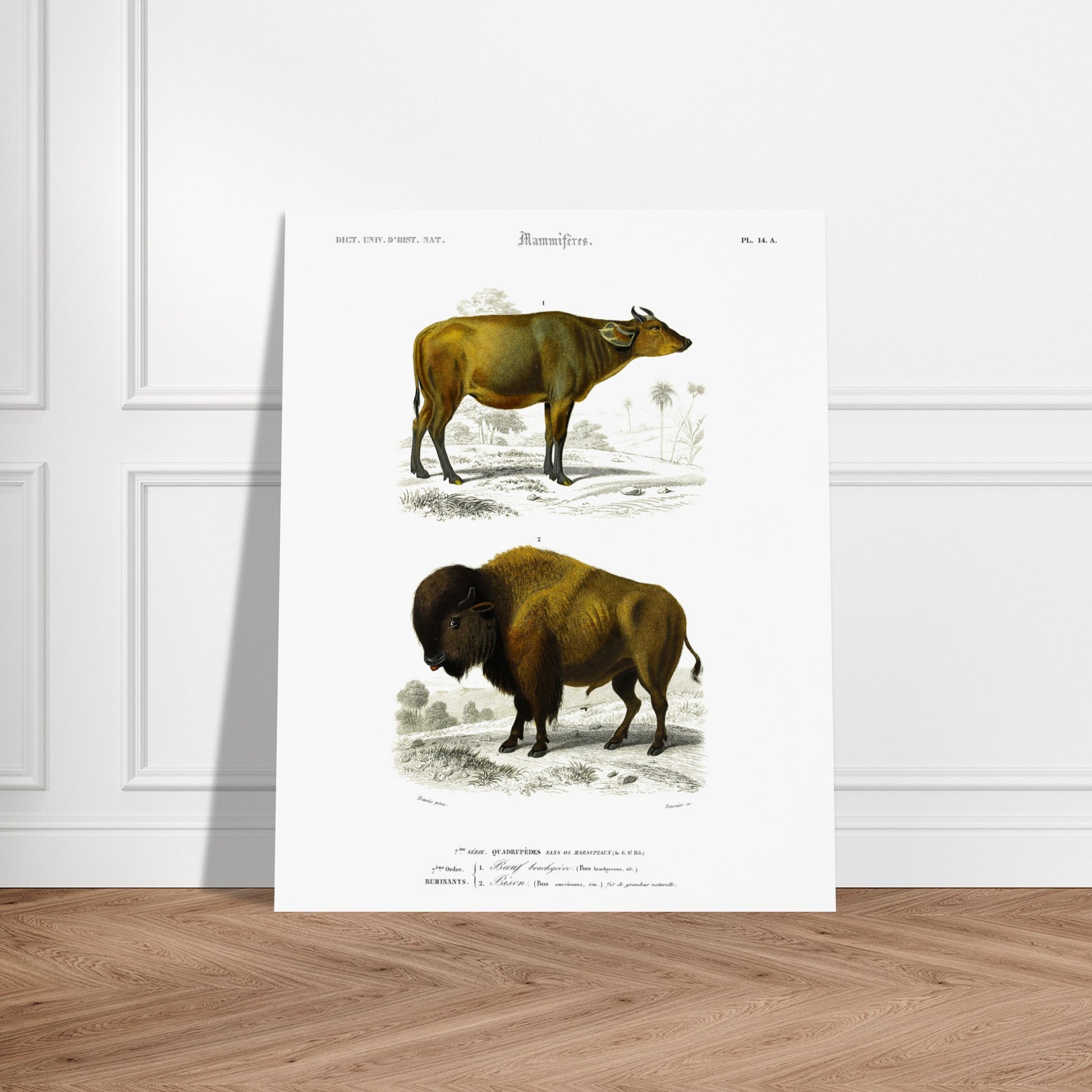 Reproduction de gravure ancienne : Boeuf brachycère et Bison dans un paysage. Planche d'une gravure ancienne représentant un Boeuf brachycère (1) et un Bison (2) dans un paysage. Image d'illustration 5