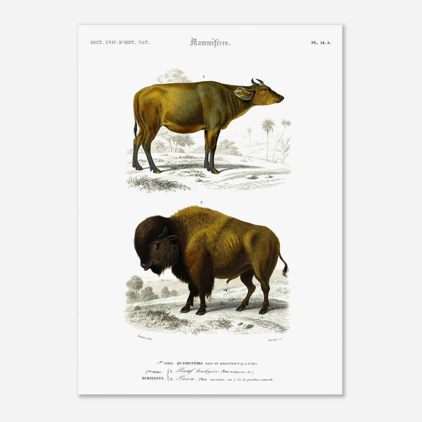 Reproduction de gravure ancienne : Boeuf brachycère et Bison dans un paysage (50x70 cm). Planche d'une gravure ancienne représentant un Boeuf brachycère (1) et un Bison (2) dans un paysage.