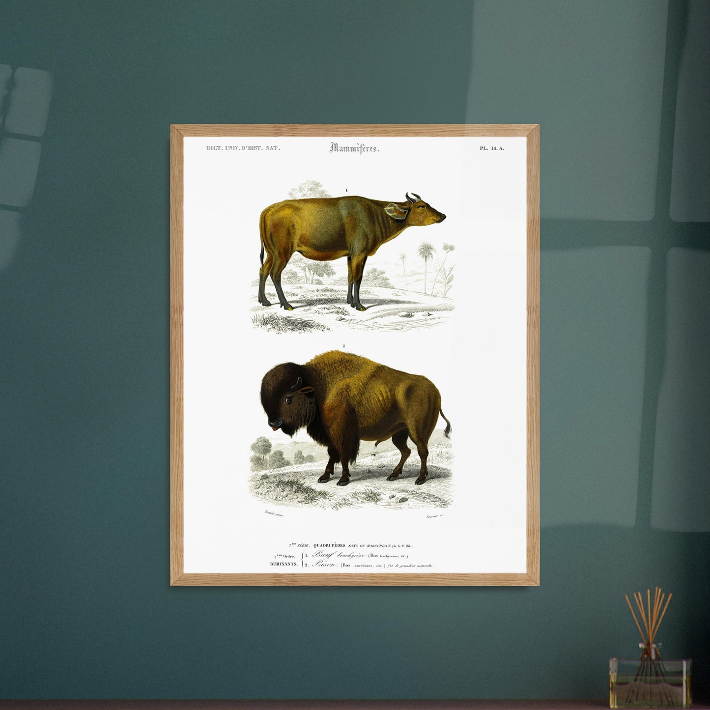 Reproduction de gravure ancienne : Boeuf brachycère et Bison dans un paysage. Planche d'une gravure ancienne représentant un Boeuf brachycère (1) et un Bison (2) dans un paysage. Image d'illustration 6