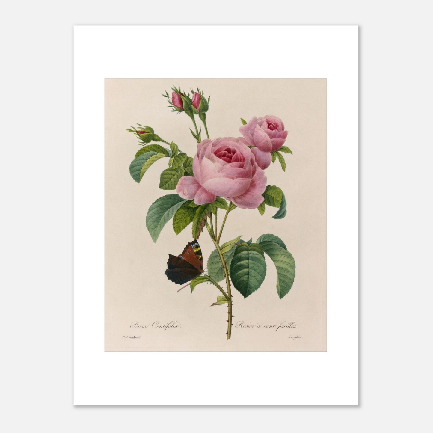 Reproduction gravure ancienne Rosa Centifolia par Pierre-Joseph Redouté (30x40 cm). Planche botanique ancienne d'une rose par Pierre-Joseph Redouté, représentant une fleur rose, des boutons et une feuille avec un papillon sur fond beige.