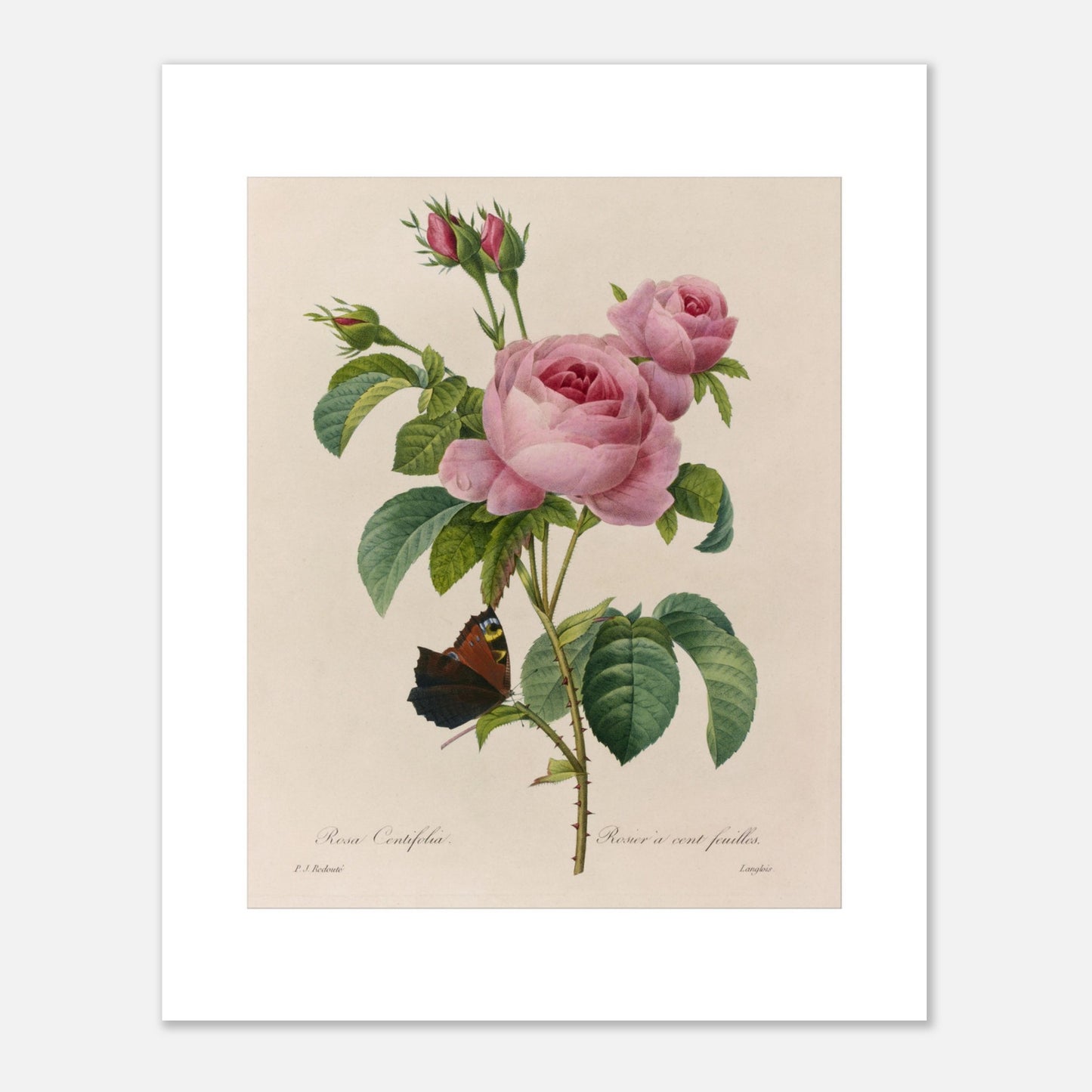 Reproduction gravure ancienne Rosa Centifolia par Pierre-Joseph Redouté (40x50 cm). Planche botanique ancienne d'une rose par Pierre-Joseph Redouté, représentant une fleur rose, des boutons et une feuille avec un papillon sur fond beige.