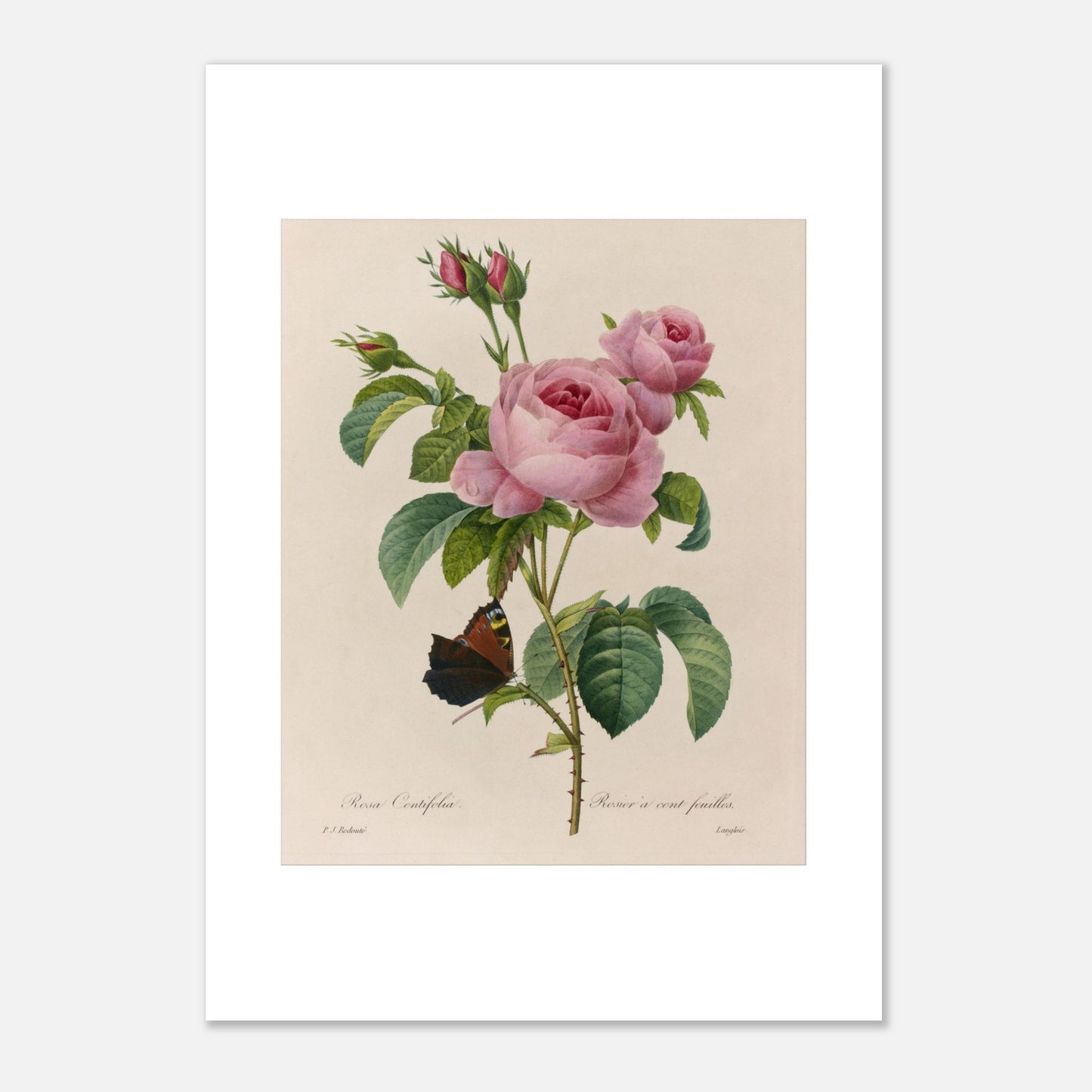 Reproduction gravure ancienne Rosa Centifolia par Pierre-Joseph Redouté (42x59,4 cm (A2)). Planche botanique ancienne d'une rose par Pierre-Joseph Redouté, représentant une fleur rose, des boutons et une feuille avec un papillon sur fond beige.