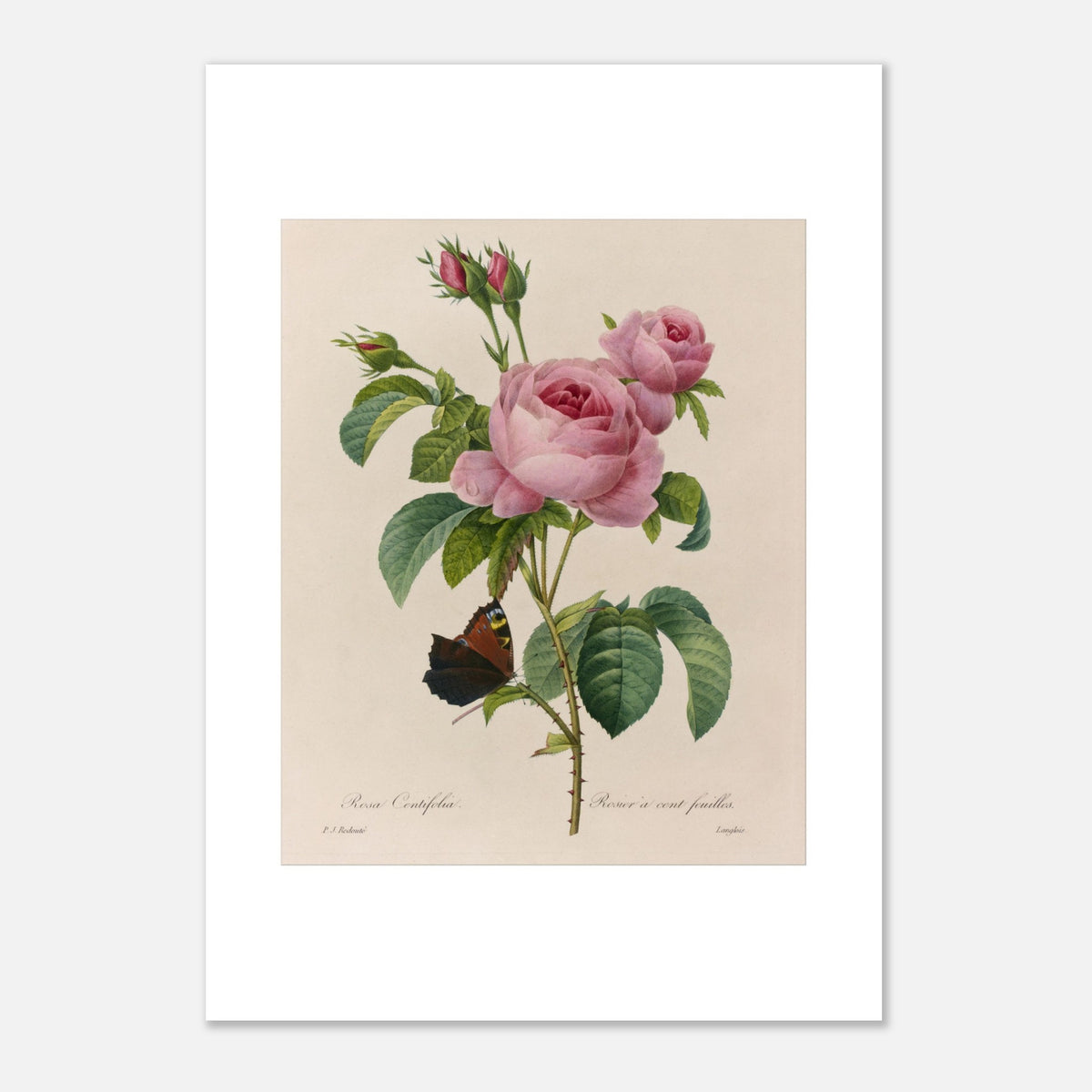 Riproduzione incisione antica Rosa Centifolia di Redouté (42x59,4 cm (A2)). Antica tavola botanica di una rosa di Pierre-Joseph Redouté, raffigurante un fiore rosa, boccioli e una foglia con una farfalla su fondo beige.