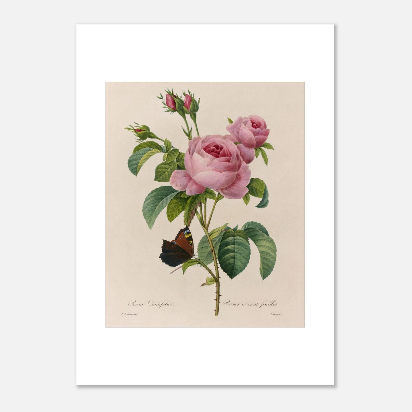 Reproduction gravure ancienne Rosa Centifolia par Pierre-Joseph Redouté (50x70 cm). Planche botanique ancienne d'une rose par Pierre-Joseph Redouté, représentant une fleur rose, des boutons et une feuille avec un papillon sur fond beige.