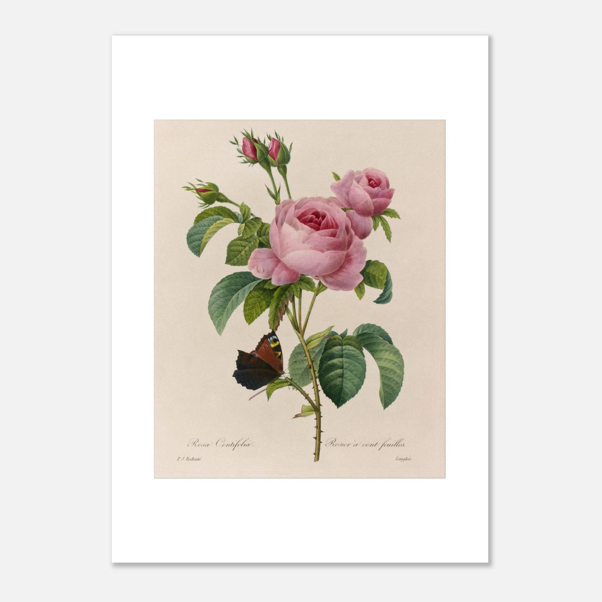 Reproduction gravure ancienne Rosa Centifolia par Pierre-Joseph Redouté (50x70 cm). Planche botanique ancienne d'une rose par Pierre-Joseph Redouté, représentant une fleur rose, des boutons et une feuille avec un papillon sur fond beige.
