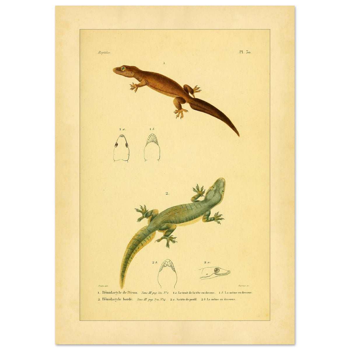 Hemidactylus-Illustrationen: Péron- und Bogengecko, Herpetologie-Druck (21x29,7 cm (A4)). Alte wissenschaftliche Tafel mit zwei Eidechsen und Detailstudien ihrer Köpfe, mit gedruckten Bildunterschriften, die die Arten als 'Hemidactyle de Pérou' und 'Hemidactyle borde' ausweisen.