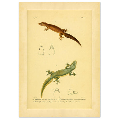 Hemidactylus-Illustrationen: Péron- und Bogengecko, Herpetologie-Druck (21x29,7 cm (A4)). Alte wissenschaftliche Tafel mit zwei Eidechsen und Detailstudien ihrer Köpfe, mit gedruckten Bildunterschriften, die die Arten als 'Hemidactyle de Pérou' und 'Hemidactyle borde' ausweisen.
