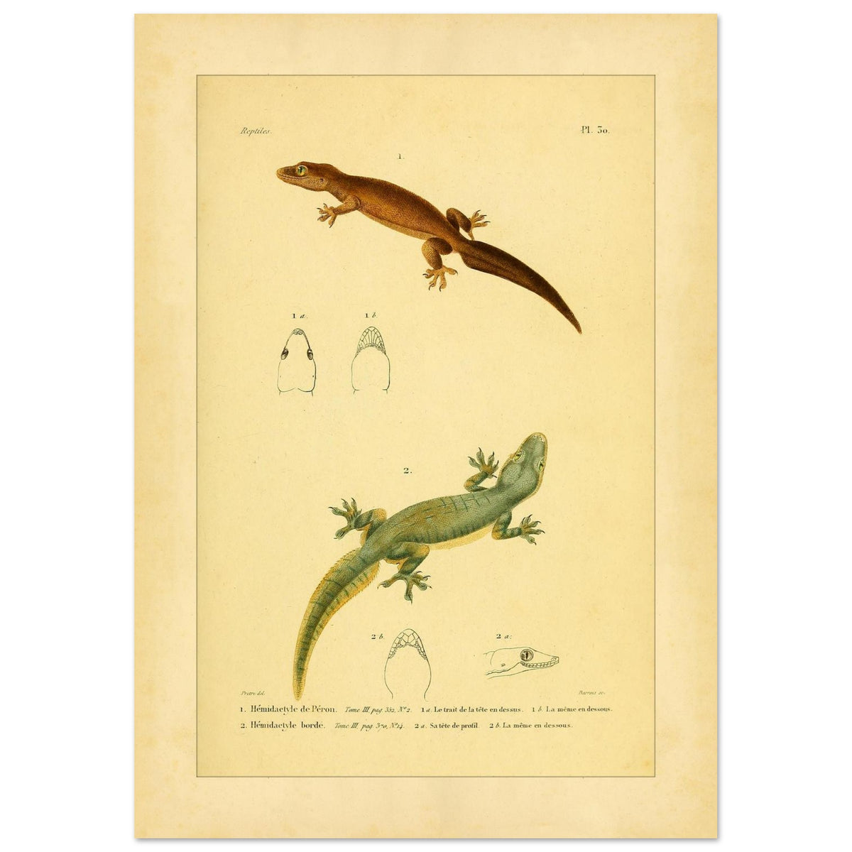 Hemidactylus-Illustrationen: Péron- und Bogengecko, Herpetologie-Druck (29,7x42 cm (A3)). Alte wissenschaftliche Tafel mit zwei Eidechsen und Detailstudien ihrer Köpfe, mit gedruckten Bildunterschriften, die die Arten als 'Hemidactyle de Pérou' und 'Hemidactyle borde' ausweisen.