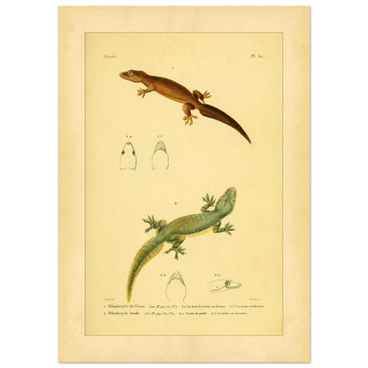 Hemidactylus-Illustrationen: Péron- und Bogengecko, Herpetologie-Druck (29,7x42 cm (A3)). Alte wissenschaftliche Tafel mit zwei Eidechsen und Detailstudien ihrer Köpfe, mit gedruckten Bildunterschriften, die die Arten als 'Hemidactyle de Pérou' und 'Hemidactyle borde' ausweisen.