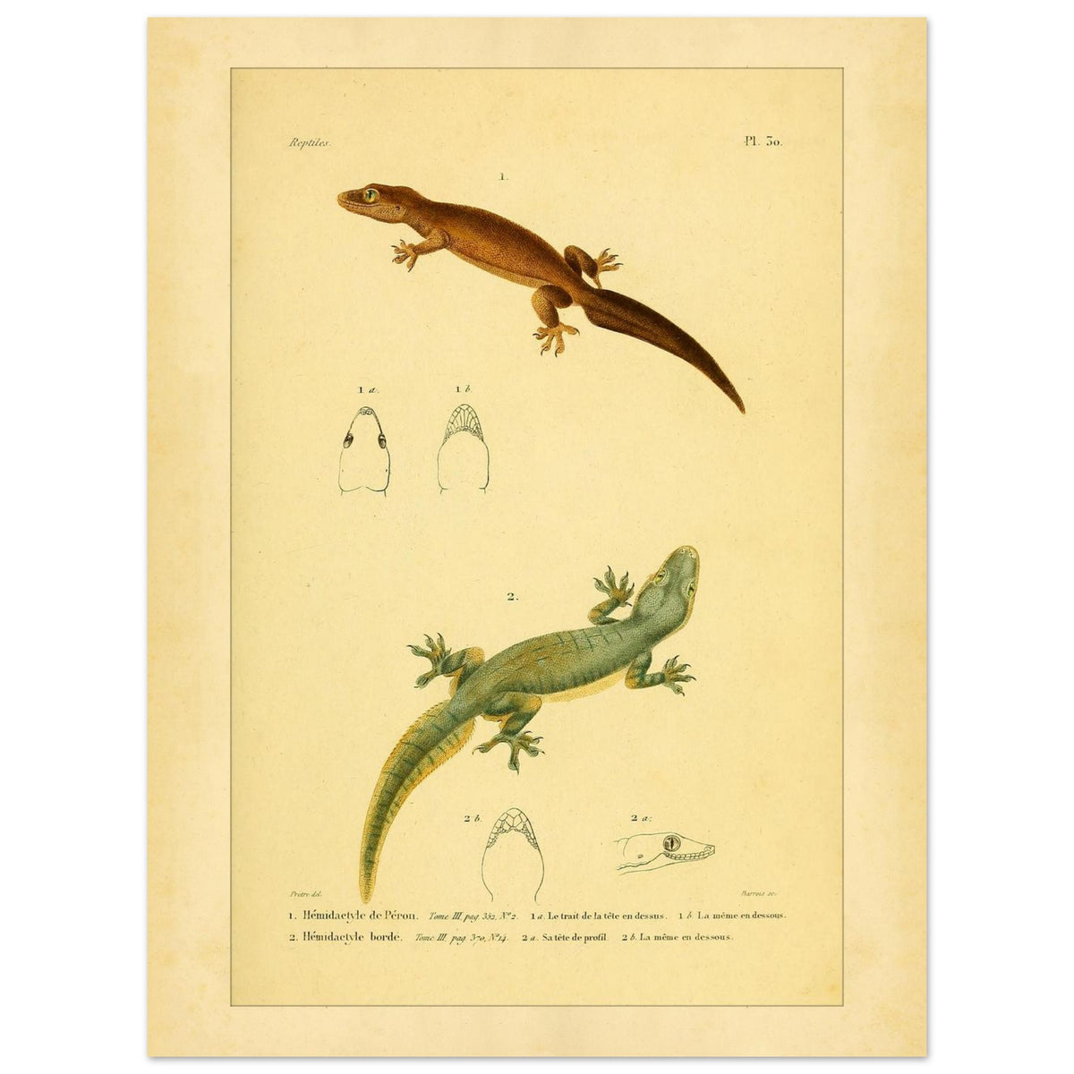 Hemidactylus-Illustrationen: Péron- und Bogengecko, Herpetologie-Druck (30x40 cm). Alte wissenschaftliche Tafel mit zwei Eidechsen und Detailstudien ihrer Köpfe, mit gedruckten Bildunterschriften, die die Arten als 'Hemidactyle de Pérou' und 'Hemidactyle borde' ausweisen.